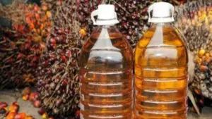 Harga CPO Turun Tajam Terpengaruh Minyak Mentah dan Penguatan Ringgit