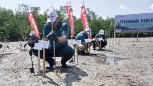 Honda Babel Tanam 500 Mangrove Di Desa Terong Untuk Lindungi Pesisir Belitung